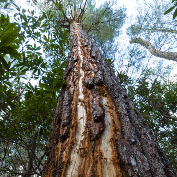 Lightning Damage to a Tree